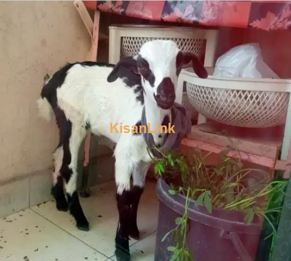 Goats For Sale