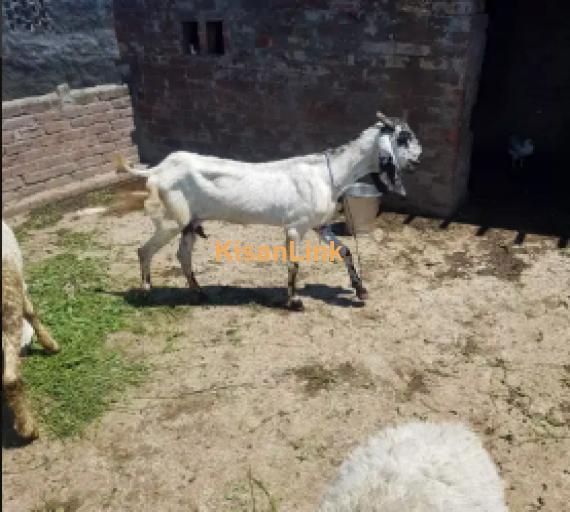 Goats For Sale