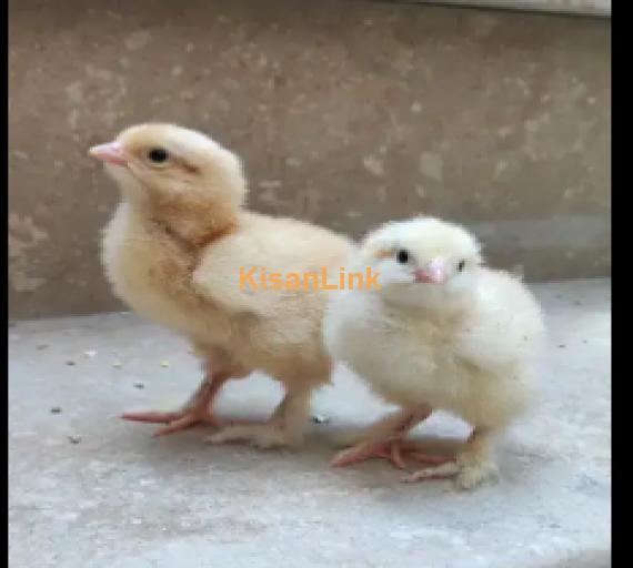 Chicks For Sale