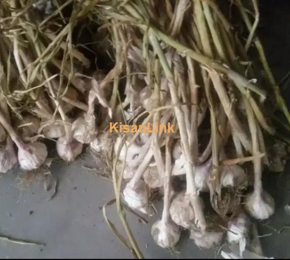 Garlic For Sale