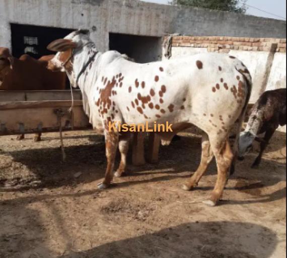 Cows For Sale