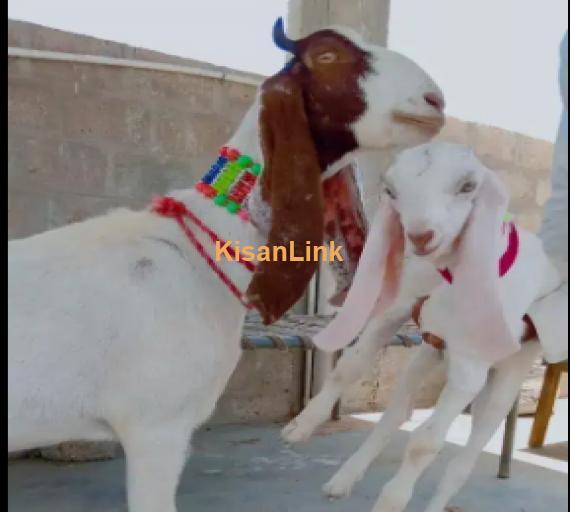 Goats For Sale