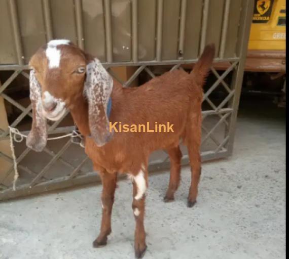 Goats For Sale