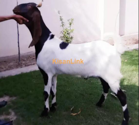 Goats For Sale