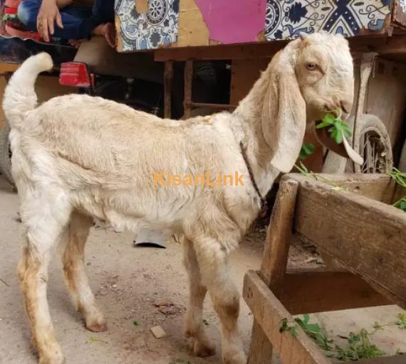 Goats For Sale