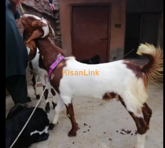 Goats For Sale