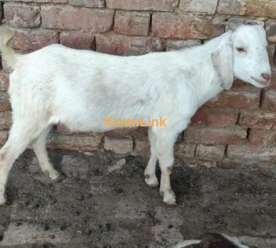 Goats For Sale