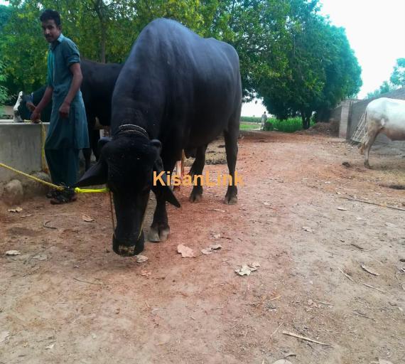 Healthy Neeli Breed Bull For Sale