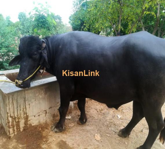 Healthy Neeli Breed Bull For Sale