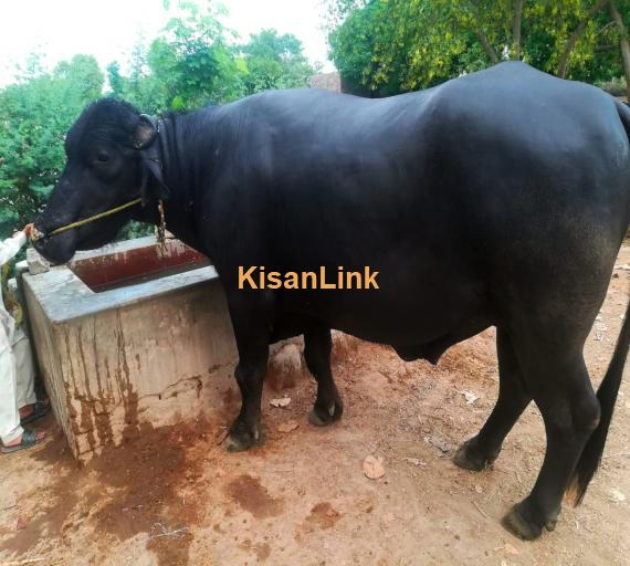 Healthy Neeli Breed Bull For Sale