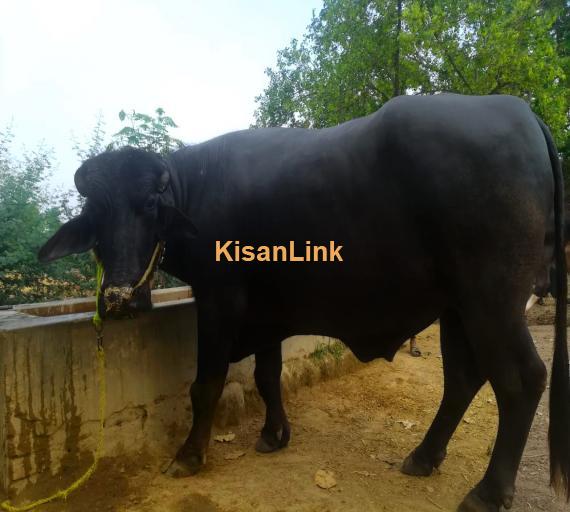 Healthy Neeli Breed Bull For Sale