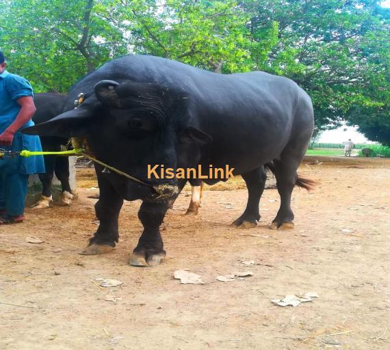 Healthy Neeli Breed Bull For Sale