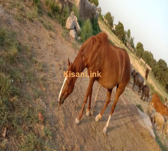 A female beautyful horse for sale