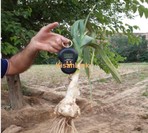 Garlic For Sale