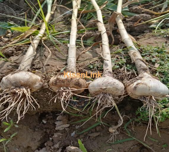 Fresh Desi Garlic/Lehsan at very attractive Price