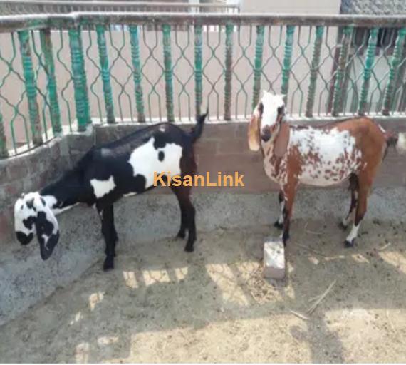 Goats For Sale