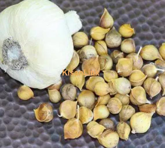 Garlic For Sale