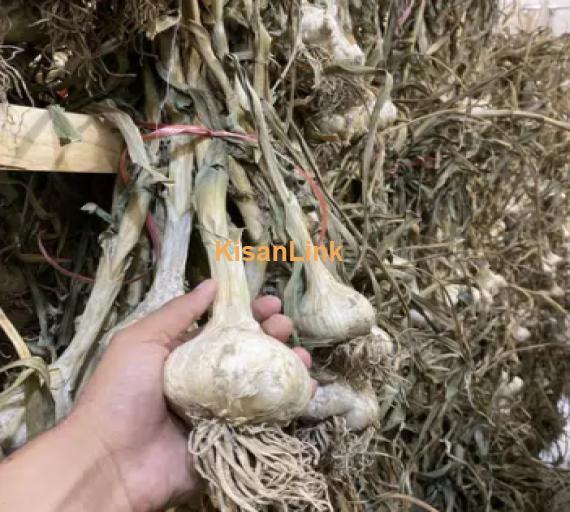 Garlic For Sale