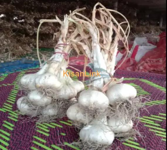 Garlic For Sale