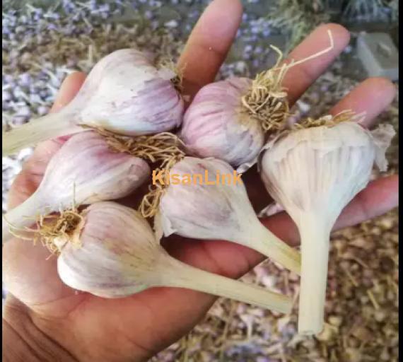 Garlic For Sale