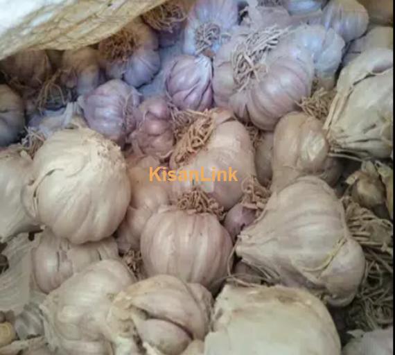 Garlic For Sale