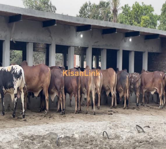 Qurbani animals for sale قربانی کے جانور برائے فروخت