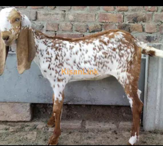 Goats For Sale