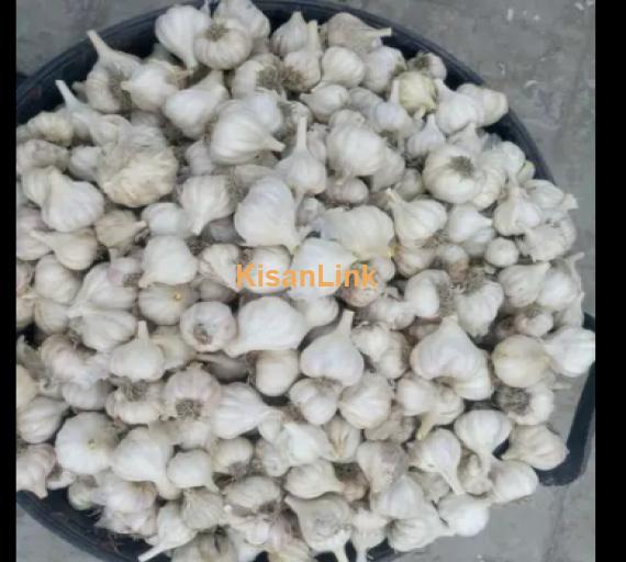 Garlic For Sale