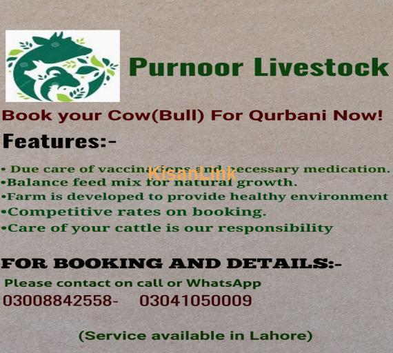 Book your Cow (Bull) for Qurbani Now