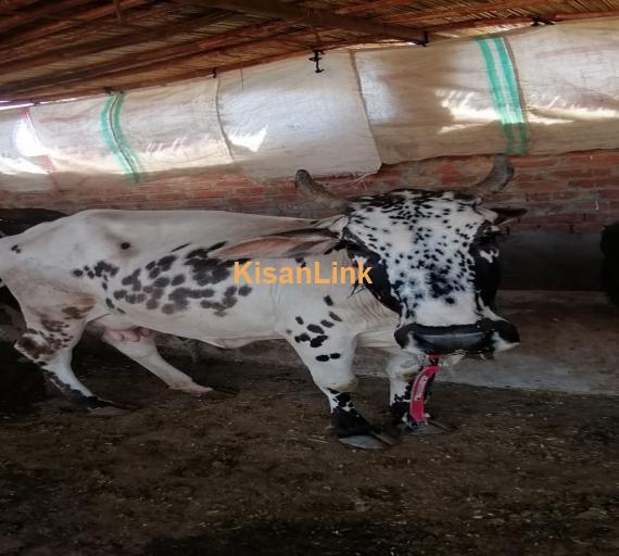 8 doodh dny waly janwar with 4 bachy for urgent sale avaliable in good price