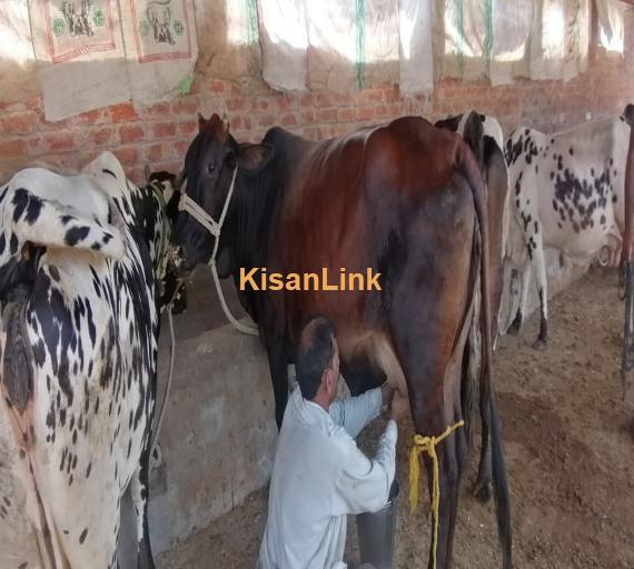 8 doodh dny waly janwar with 4 bachy for urgent sale avaliable in good price