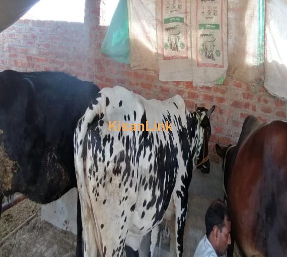 8 doodh dny waly janwar with 4 bachy for urgent sale avaliable in good price