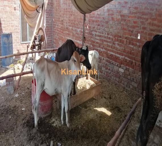 8 doodh dny waly janwar with 4 bachy for urgent sale avaliable in good price