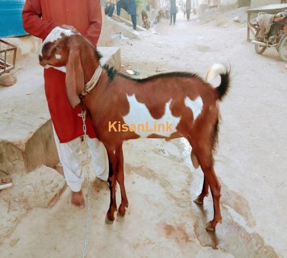 bakra for sale