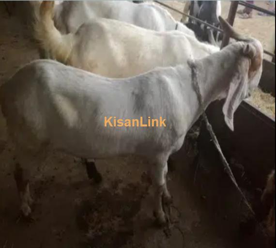 Goats For Sale