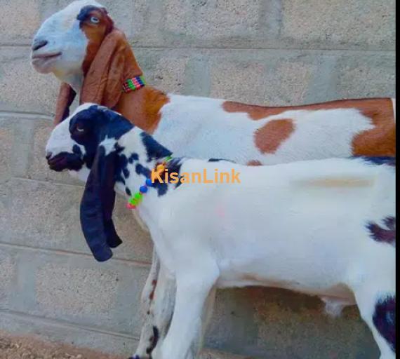 Goats For Sale