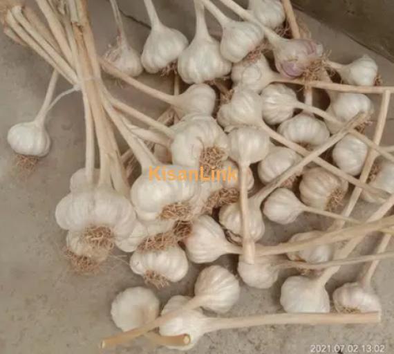 Garlic For Sale