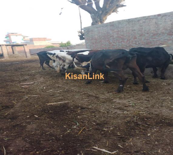 Milking cows for sale