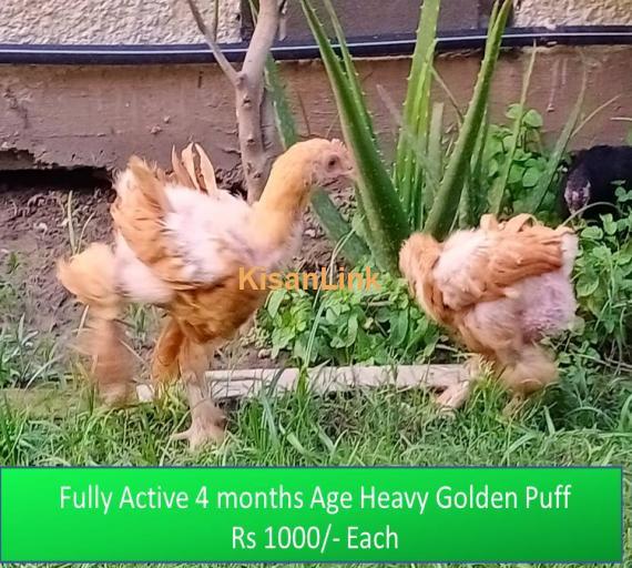 Heavy Golden Puff Chicks