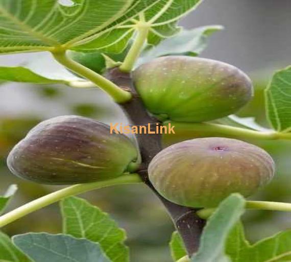 Fresh Figs (Ingeer)