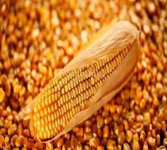 Maize