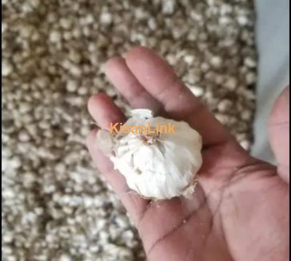 Garlic Seeds