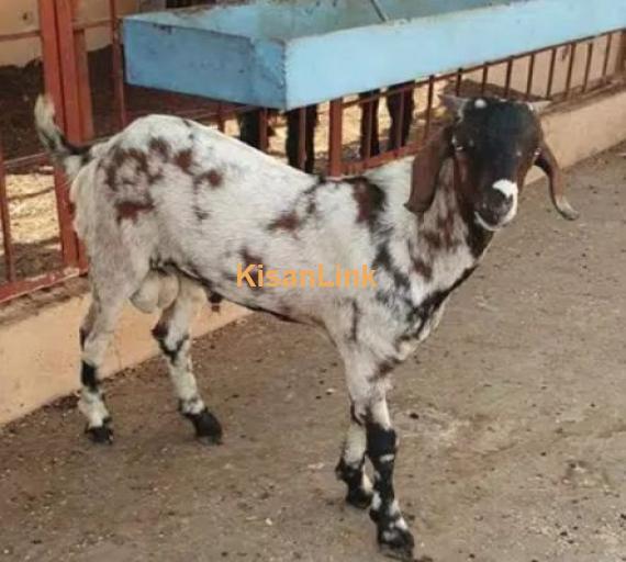 Goats For Sale