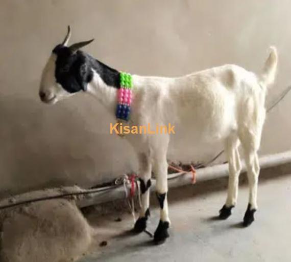 Goats For Sale