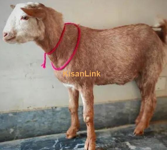Goats For Sale