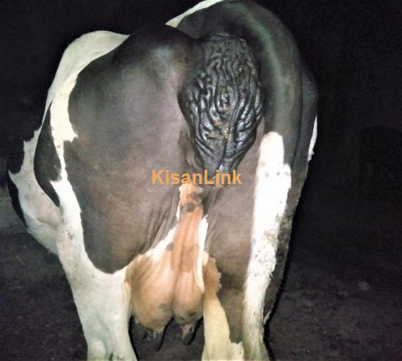 Farizan Cow For Sale