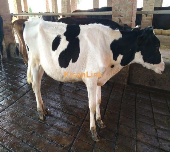 Heifers For Sale