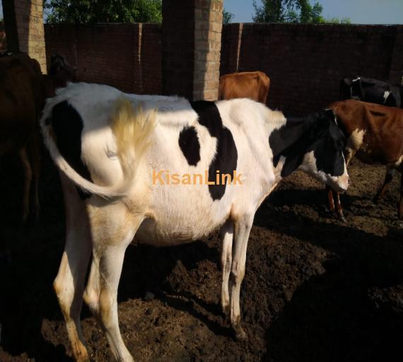 Heifers For Sale