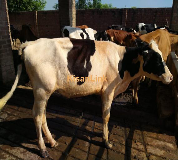 Heifers For Sale