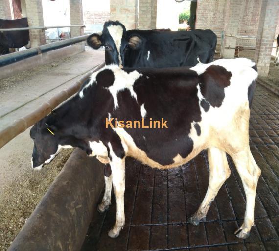 Heifers For Sale